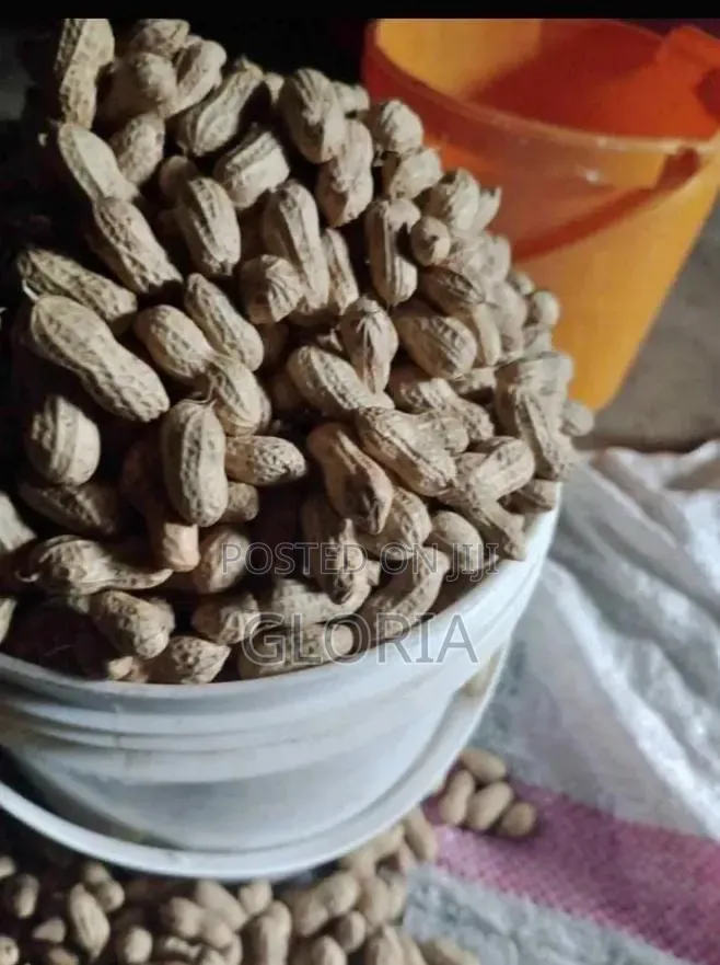 Fresh Groundnut