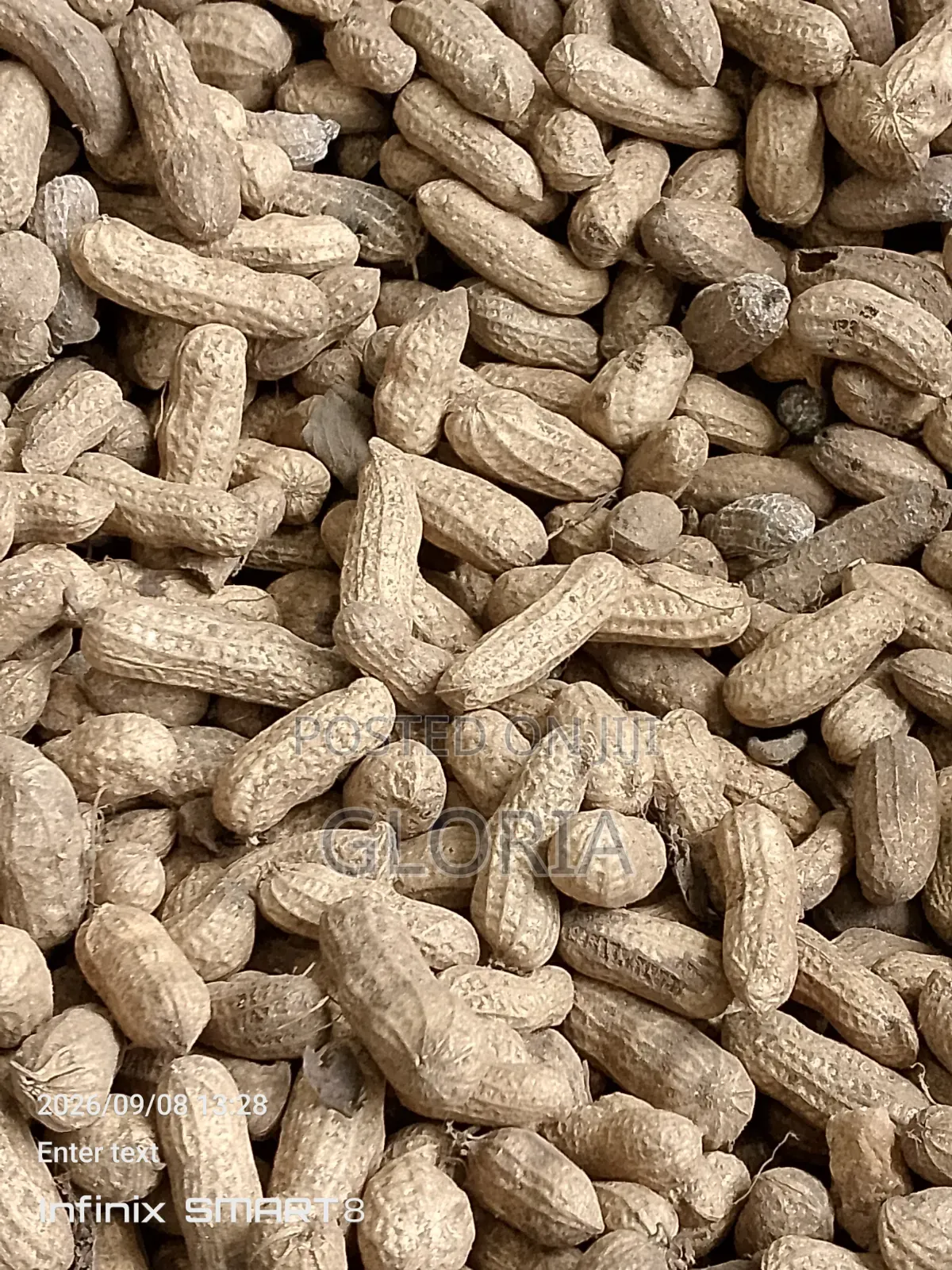Fresh Groundnut