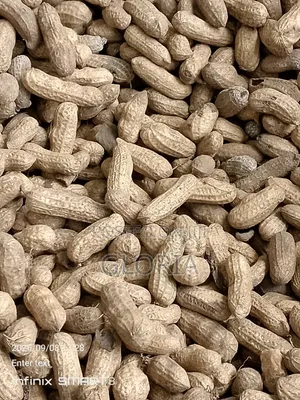 Fresh Groundnut