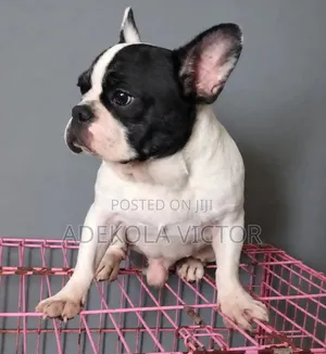 1+ year Male Purebred French Bulldog