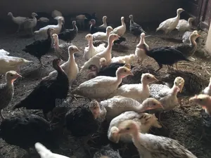 Turkey for Sale