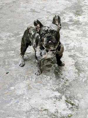 1+ year Male Purebred French Bulldog
