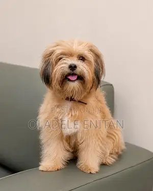 1+ year Female Purebred Lhasa Apso
