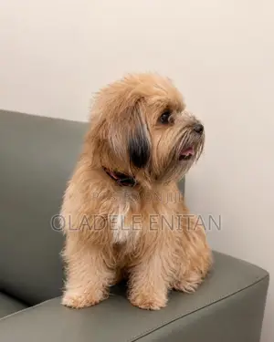 1+ year Female Purebred Lhasa Apso