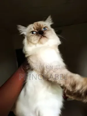 6-12 months Female Purebred Himalayan