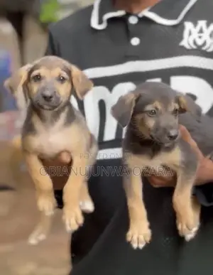 1-3 months Female Purebred German Shepherd