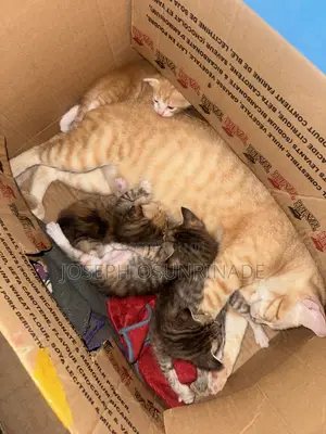 0-1 month Female Purebred American Shorthair