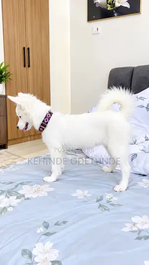3-6 months Female Purebred American Eskimo