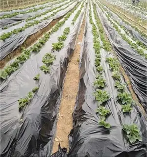 Amatropics Black Silver Plastic Mulch 1.2m by 500(WITH HOLES)