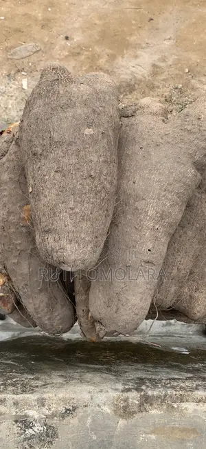 Fresh Farm Yam Tuber