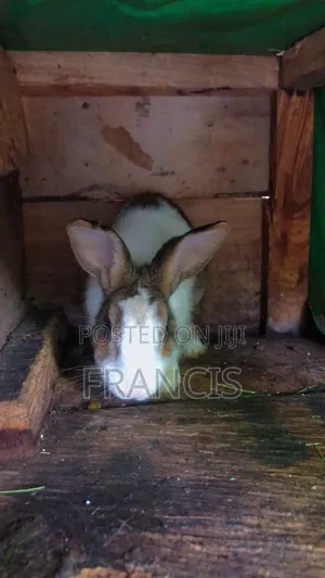 Adorable Rabbits for Sale – Healthy Friendly