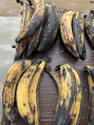 Fresh Farm Plantain – Firm, Sweet Naturally Nutritious (Ripe/Unripe