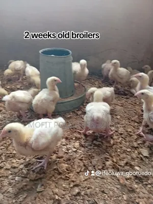 3 Weeks Broilers