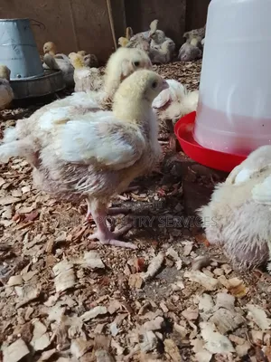 3 Weeks Broilers