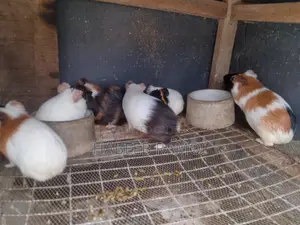 Adorable Guinea Pigs Ready for New Homes
