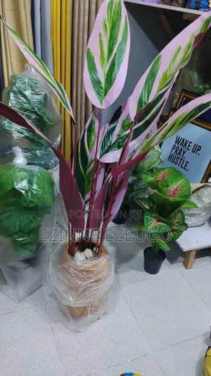Princess Flowers