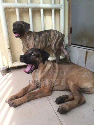 1-3 months Male Purebred Boerboel