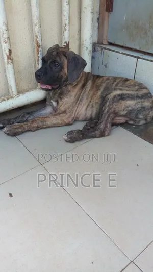 1-3 months Male Purebred Boerboel