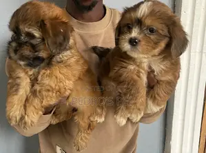 1-3 months Male Purebred Lhasa Apso