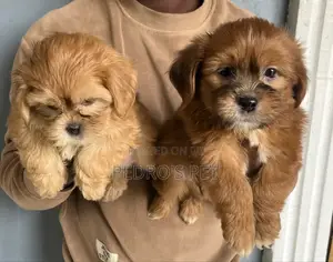 1-3 months Female Purebred Lhasa Apso
