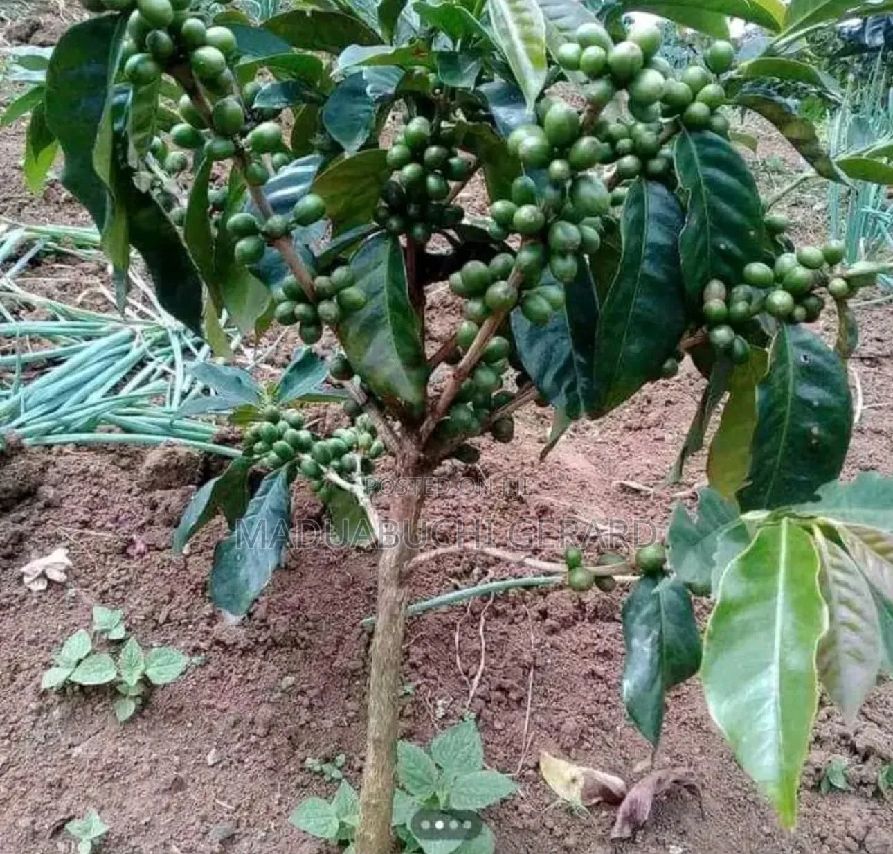 Arabic Coffee Seedlings