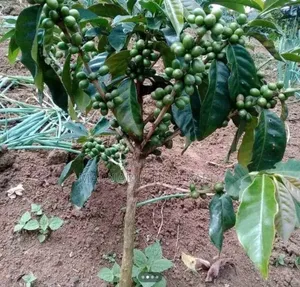 Arabic Coffee Seedlings