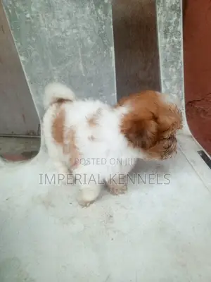 1-3 months Female Purebred Lhasa Apso