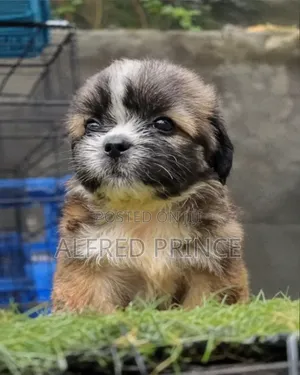 1-3 months Female Purebred Lhasa Apso