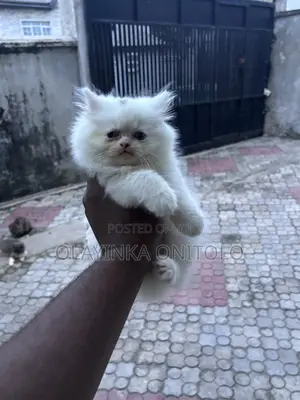 1-3 months Male Purebred Persian