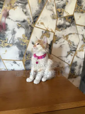 1-3 months Female Purebred Turkish Angora