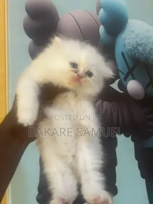 1-3 months Female Purebred Persian