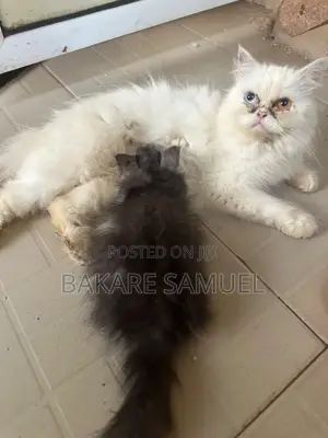 6-12 months Female Purebred Persian