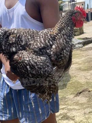 Chicken for Sale