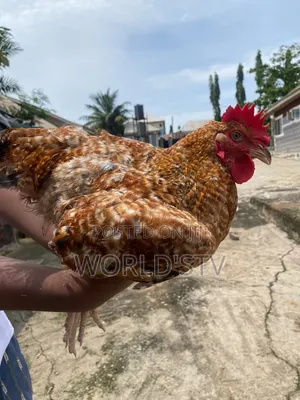Chicken for Sale