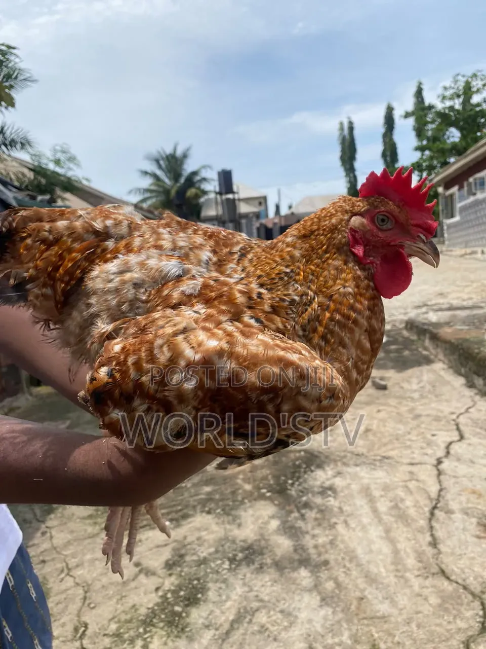 Chicken for Sale