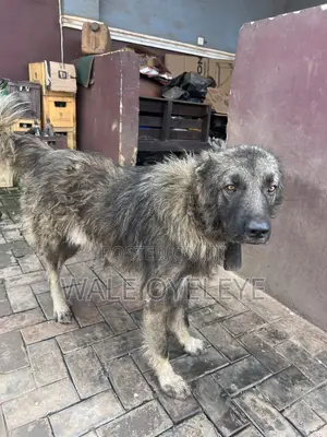 1+ year Male Purebred Caucasian Shepherd