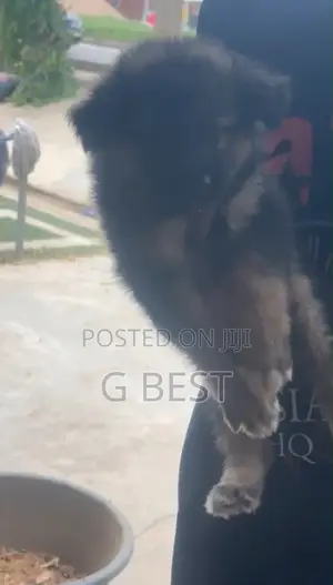 1-3 months Female Mixed Breed German Shepherd