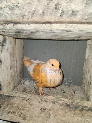 Orange Pigeon