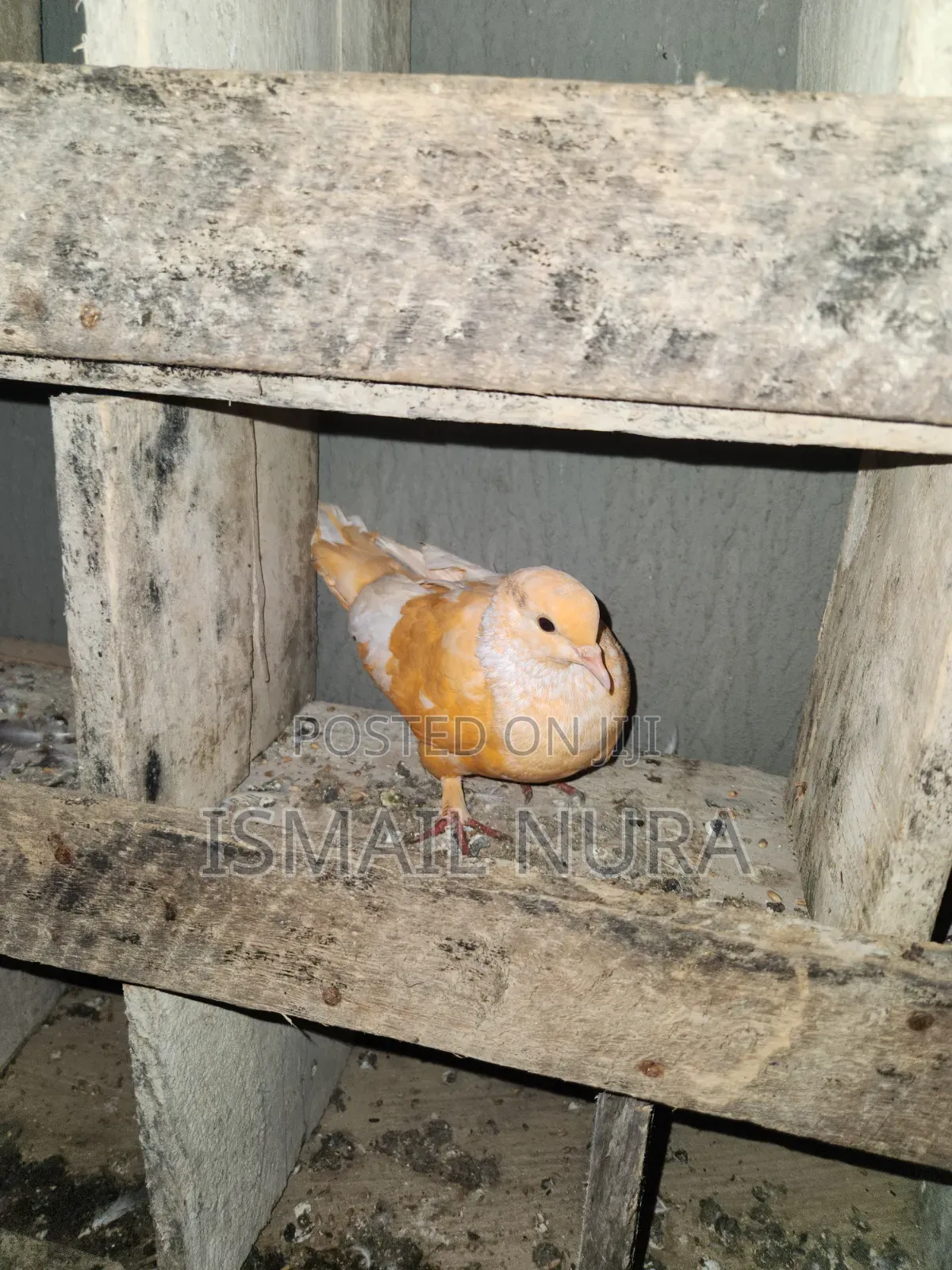 Orange Pigeon