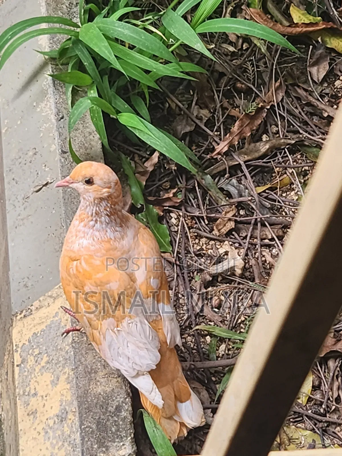 Orange Pigeon