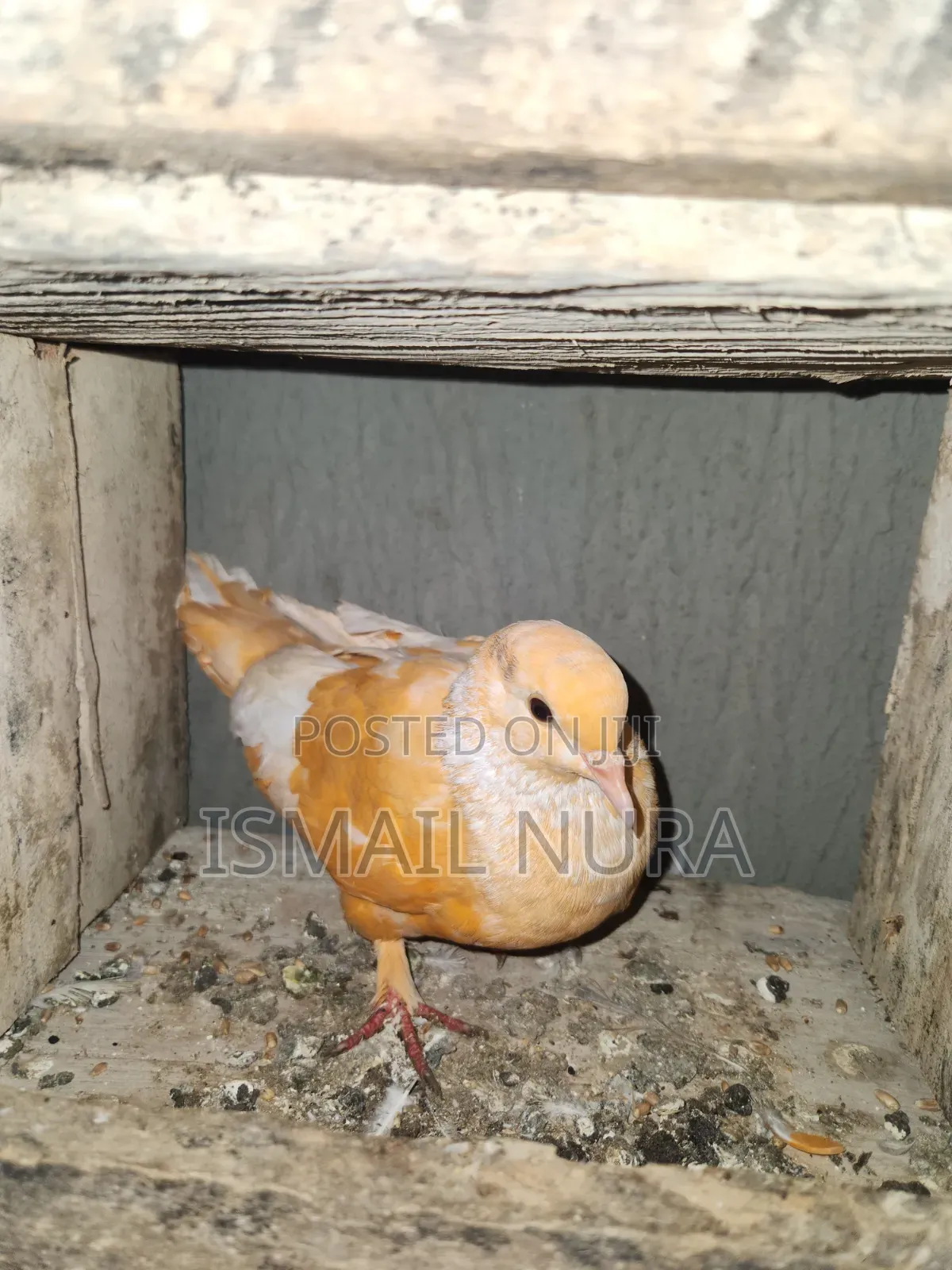 Orange Pigeon