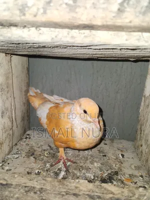 Orange Pigeon