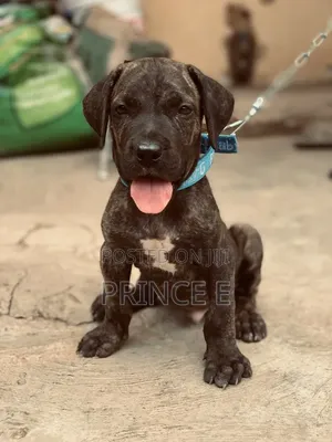 1-3 months Male Purebred Boerboel