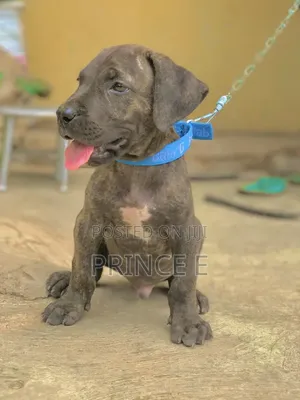 1-3 months Male Purebred Boerboel
