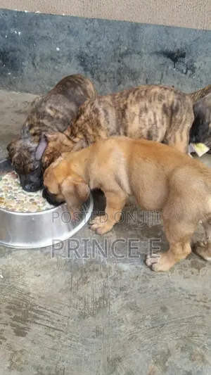 1-3 months Male Purebred Boerboel
