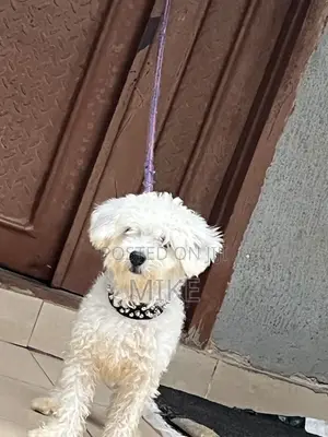 6-12 months Male Purebred Lhasa Apso