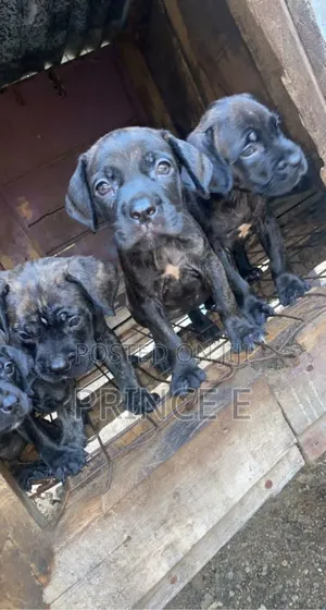1-3 months Male Purebred Boerboel