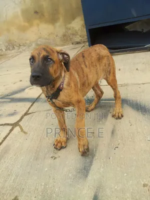1-3 months Male Purebred Boerboel
