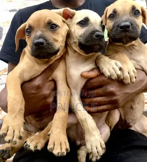 1-3 months Female Purebred Boerboel