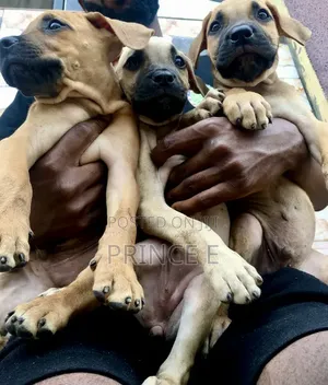1-3 months Female Purebred Boerboel